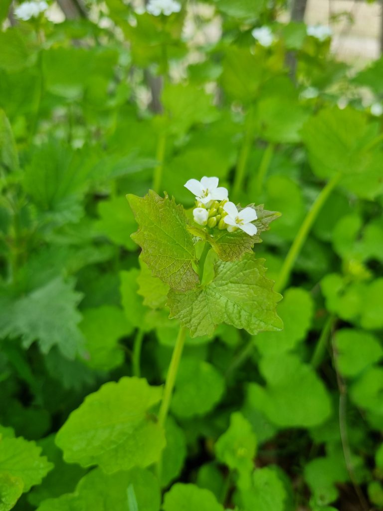 Knoblauchrauke